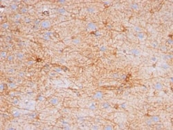 GFAP Antibody (GA-5), Novus Biologicals 0.1mg; Unlabeled:Antibodies, Monoclonal