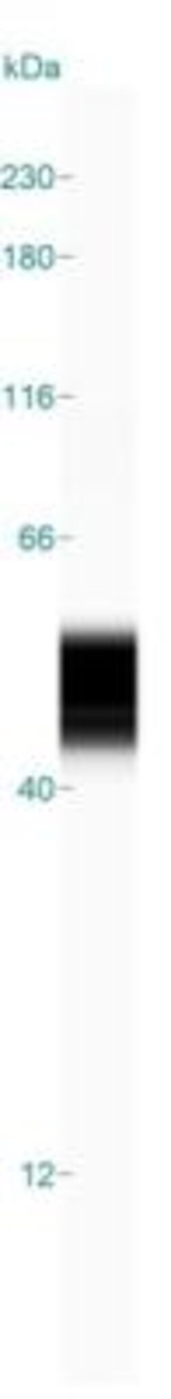 GFAP Antibody (GA-5), Novus Biologicals 0.1mg; Unlabeled:Antibodies, Monoclonal