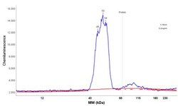 GFAP Antibody (GA-5), Novus Biologicals 0.1mg; Unlabeled:Antibodies, Monoclonal
