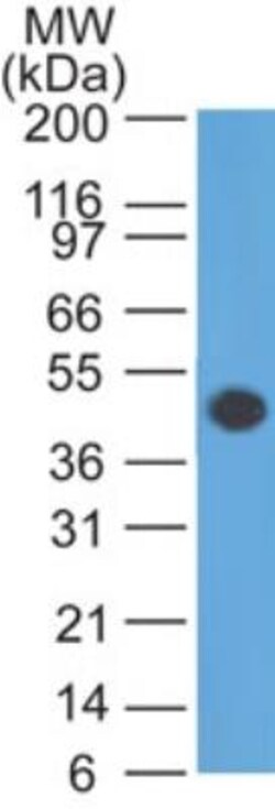 GFAP Antibody (GA-5), Novus Biologicals 0.1mg; Unlabeled:Antibodies, Monoclonal