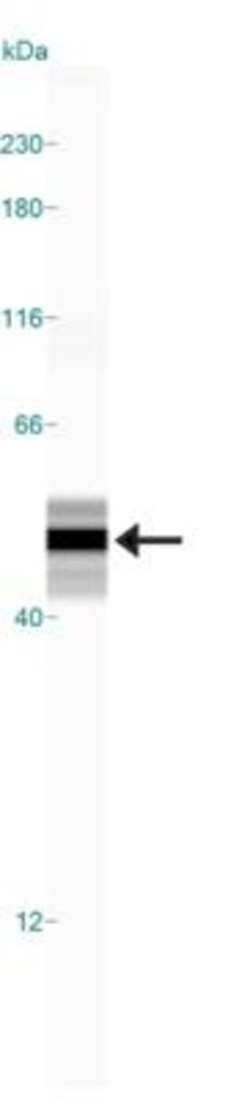 GFAP Antibody, Novus Biologicals 0.05mL | Buy Online | Novus Biologicals | Fisher Scientific