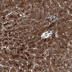 GFER/ALR Antibody, Novus Biologicals:Antibodies:Primary Antibodies