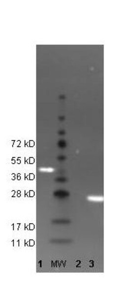 GFP Antibody, DyLight 488, Novus Biologicals 100ug; DyLight 488:Antibodies,