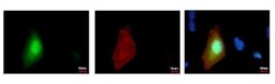 GFP Antibody (859), Novus Biologicals 0.1mL; Unlabeled:Antibodies, Monoclonal