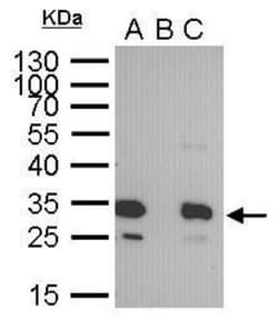 GFP Antibody (859), Novus Biologicals 0.1mL; Unlabeled:Antibodies, Monoclonal