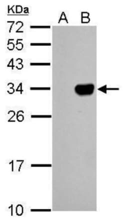 GFP Antibody (859), Novus Biologicals 0.1mL; Unlabeled:Antibodies, Monoclonal