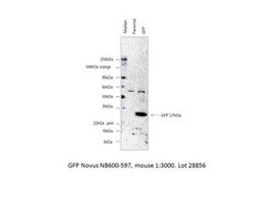 GFP Antibody (9F9.F9), Novus Biologicals 0.025mg; Unlabeled:Antibodies,