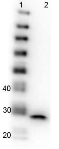 GFP Antibody (9F9.F9), Novus Biologicals 0.025mg; Unlabeled:Antibodies,
