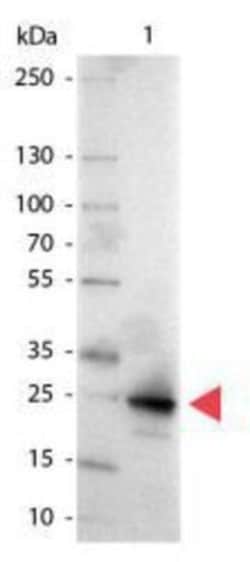 GFP Antibody, Alkaline Phosphatase, Novus Biologicals 0.1mg; AP:Antibodies,