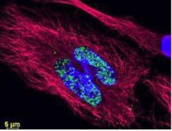 GFP Antibody, DyLight 488, Novus Biologicals 100ug; DyLight 488:Antibodies,