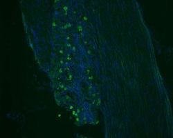 GFP Antibody, Novus Biologicals™