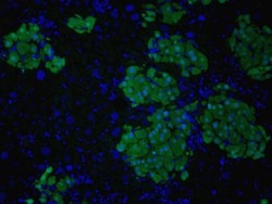 GFP Antibody, Novus Biologicals 0.1mg; Unlabeled:Antibodies, Polyclonal
