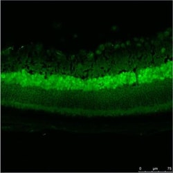 GFP Antibody, Novus Biologicals 0.1mg; Unlabeled:Antibodies, Polyclonal