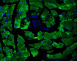 GFP Antibody, Novus Biologicals 0.1mg; Unlabeled:Antibodies, Polyclonal