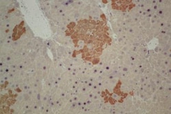 GFP Antibody, Novus Biologicals 0.1mg; Unlabeled:Antibodies, Polyclonal