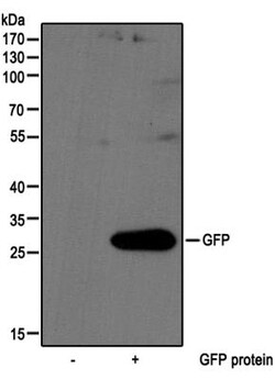 GFP Antibody, Novus Biologicals 0.1mg; Unlabeled:Antibodies, Polyclonal