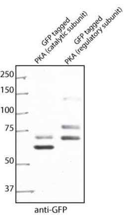 GFP Antibody, Novus Biologicals 0.1mg; Unlabeled:Antibodies, Polyclonal