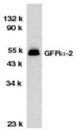 GFR alpha-2/GDNF R alpha-2 Antibody, Novus Biologicals:Antibodies:Primary