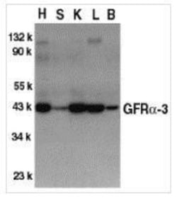 GFR alpha-3/GDNF R alpha-3 Antibody, Novus Biologicals 0.025 mg, Unconjugated:Antibodies,