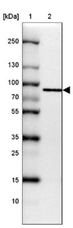 GGA1 Antibody, Novus Biologicals 0.1mL; Unlabeled:Antibodies, Polyclonal
