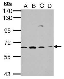 GGA1 Antibody, Novus Biologicals 0.1 mL | Buy Online | Novus Biologicals | Fisher Scientific