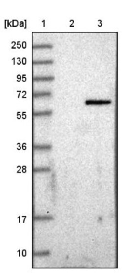 GHDC Antibody, Novus Biologicals 0.1mL; Unlabeled:Antibodies, Polyclonal