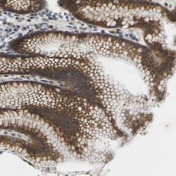 Ghrelin/Obestatin Antibody, Novus Biologicals 0.1mL; Unlabeled:Antibodies,