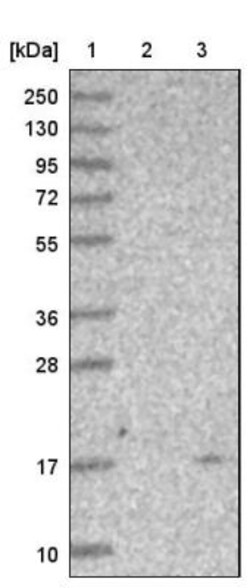 Ghrelin/Obestatin Antibody, Novus Biologicals 0.1mL; Unlabeled:Antibodies,