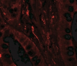 GilZ Antibody - BSA Free, Novus Biologicals:Antibodies:Primary Antibodies