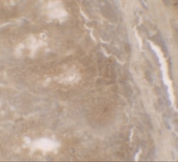 GilZ Antibody - BSA Free, Novus Biologicals:Antibodies:Primary Antibodies