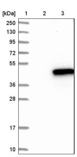 GIMAP4 Antibody, Novus Biologicals 0.1mL; Unlabeled:Antibodies, Polyclonal