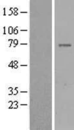 Novus Biologicals™ GIMAP8 Overexpression Lysate