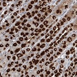 GIN-1 Antibody, Novus Biologicals 25 &mu;L | Buy Online | Novus Biologicals | Fisher Scientific