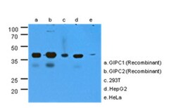 GIPC2 Antibody (1G10) - BSA Free, Novus Biologicals 0.1mL; Unlabeled:Antibodies,