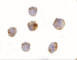 GITR Ligand/TNFSF18 Antibody - BSA Free, Novus Biologicals 0.025 mg | Buy Online | Novus Biologicals | Fisher Scientific