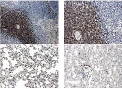 GITR/TNFRSF18 Antibody (RM0066-7C13) - Azide and BSA Free, Novus Biologicals:Antibodies:Primary