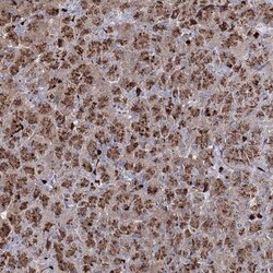 Connexin 30.1/GJB5 Antibody, Novus Biologicals 25 &mu;L | Buy Online | Novus Biologicals | Fisher Scientific