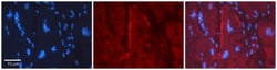 GJC2 Antibody, Novus Biologicals 0.05mg; Unlabeled:Antibodies, Polyclonal