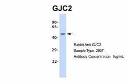 GJC2 Antibody, Novus Biologicals 0.05mg; Unlabeled:Antibodies, Polyclonal
