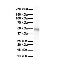 GJC2 Antibody, Novus Biologicals 0.05mg; Unlabeled:Antibodies, Polyclonal