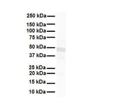 GJC2 Antibody, Novus Biologicals 0.05mg; Unlabeled:Antibodies, Polyclonal