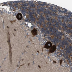 GJC3 Antibody, Novus Biologicals 0.1mL; Unlabeled:Antibodies, Polyclonal