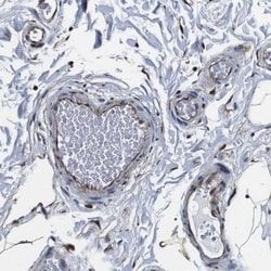 GJE1 Antibody, Novus Biologicals:Antibodies:Primary Antibodies