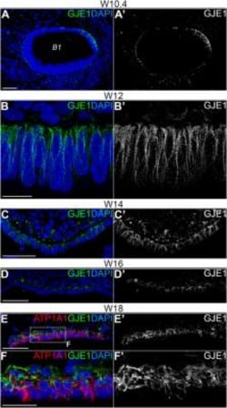 GJE1 Antibody, Novus Biologicals:Antibodies:Primary Antibodies