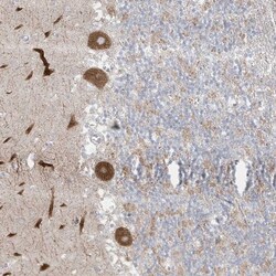 GKAP1 Antibody, Novus Biologicals 0.1mL; Unlabeled:Antibodies, Polyclonal