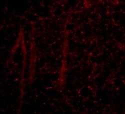 GLE1 Antibody - BSA Free, Novus Biologicals 0.1mg; Unlabeled:Antibodies,