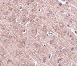 GLE1 Antibody - BSA Free, Novus Biologicals 0.1mg; Unlabeled:Antibodies,