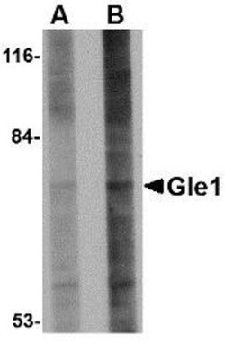 GLE1 Antibody - BSA Free, Novus Biologicals 0.1mg; Unlabeled:Antibodies,