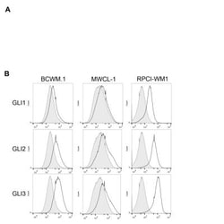 GLI-3 Antibody - BSA Free, Novus Biologicals 0.1mg; Unlabeled:Antibodies,