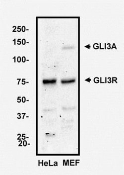 GLI-3 Antibody - BSA Free, Novus Biologicals 0.1mg; Unlabeled:Antibodies,